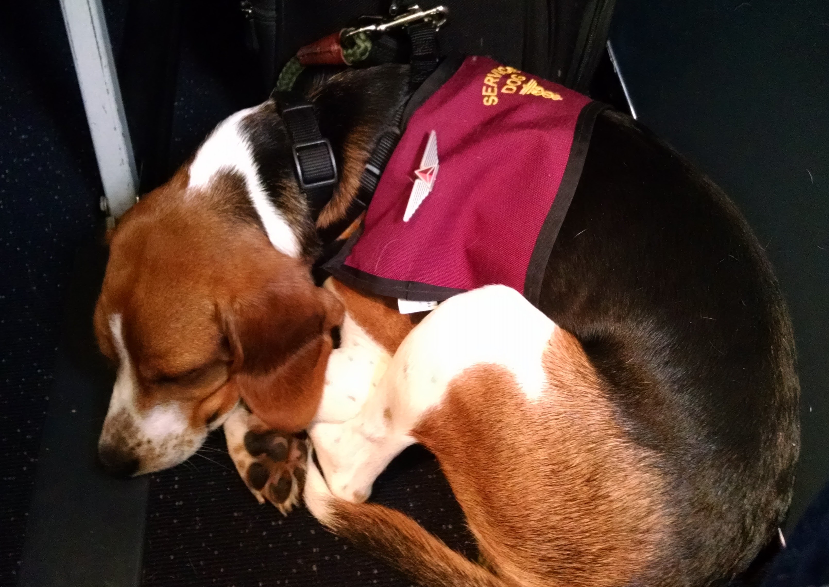 Service Dog
